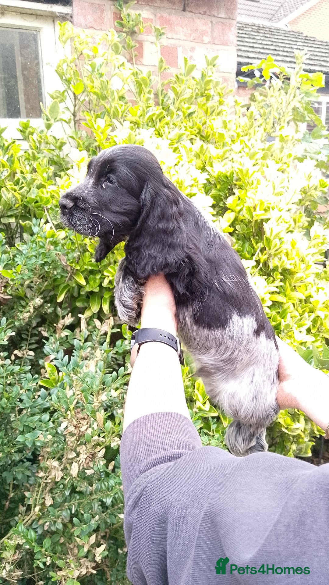Cocker Spaniel dogs for sale: KC Registered Show type Cocker Spaniels  - Image 38