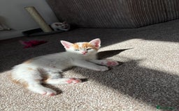 Domestic Shorthair cats for sale: 5 kittens available  - Image 3