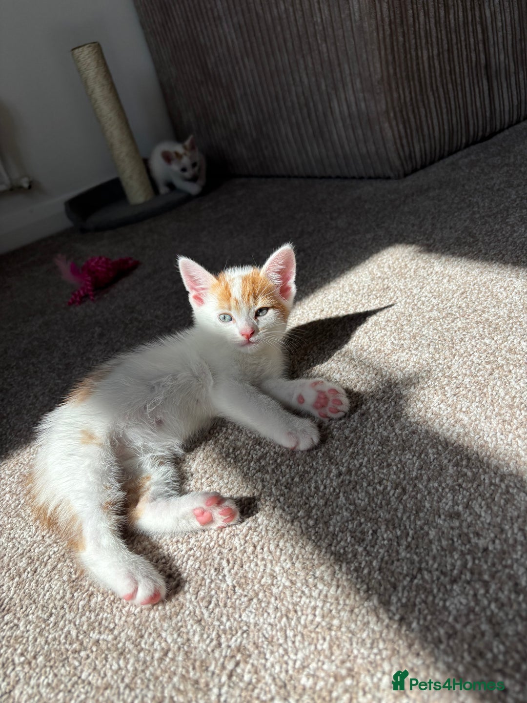Domestic Shorthair cats for sale: 5 kittens available  - Image 3