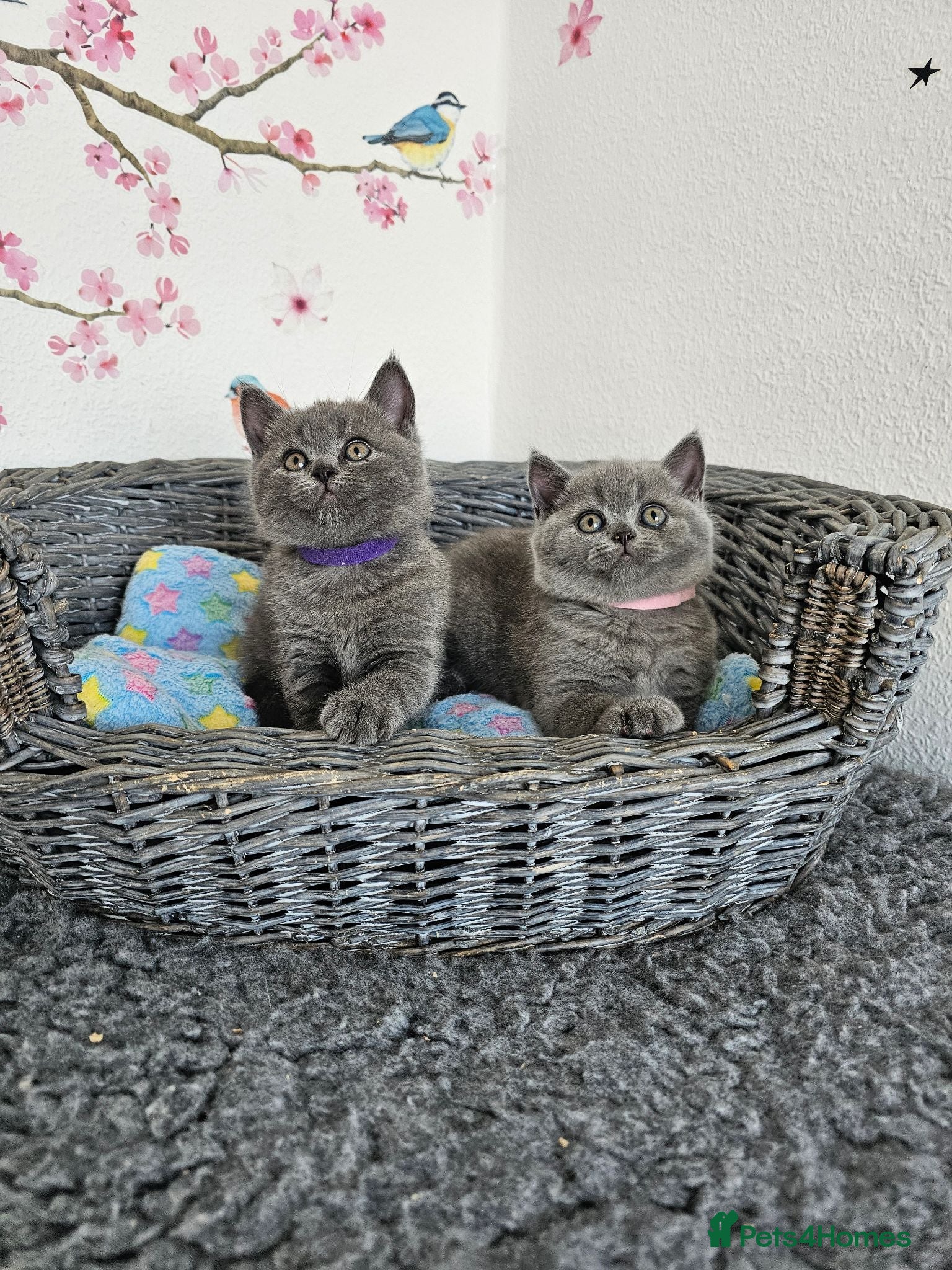 British Shorthair cats British Shorthair Kittens - Advert 1