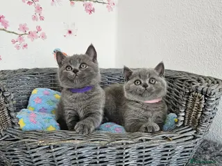 British Shorthair cats British Shorthair Kittens - Advert 1