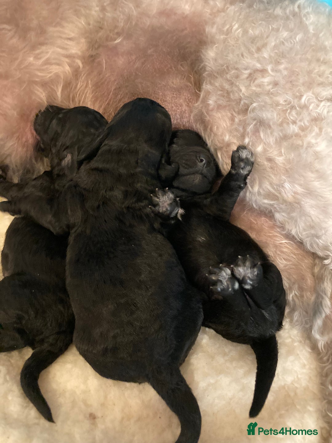Bedlington Terrier dogs for sale: KC Registered Bedlington Terrier Pups - Image 7