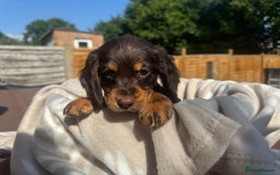 Cocker Spaniel dogs for sale: Beautiful Cocker Spaniel Puppies - Image 6