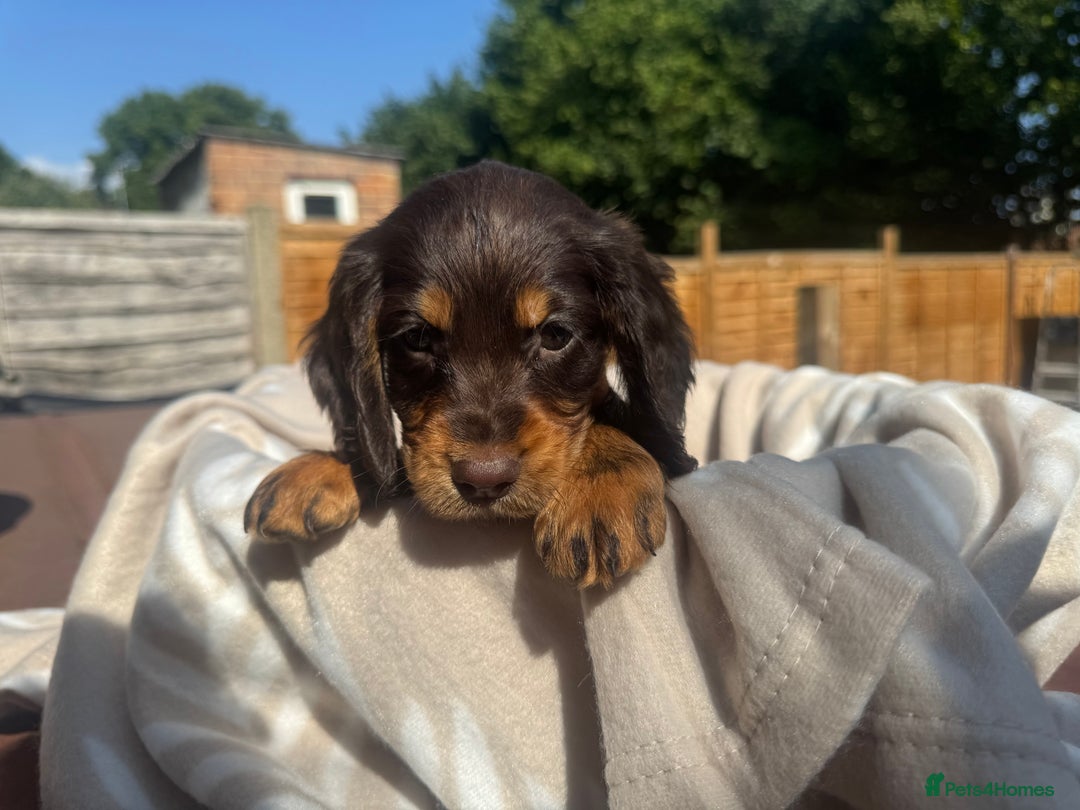 Cocker Spaniel dogs for sale: Beautiful Cocker Spaniel Puppies - Image 6