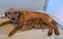 Labrador Retriever dogs for sale: Stunning Fox red Labrador pups - Image 1