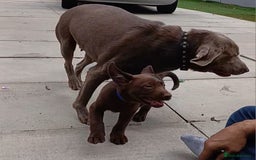 Labrador Retriever dogs for sale: Champain/chocolate puppys - Image 15