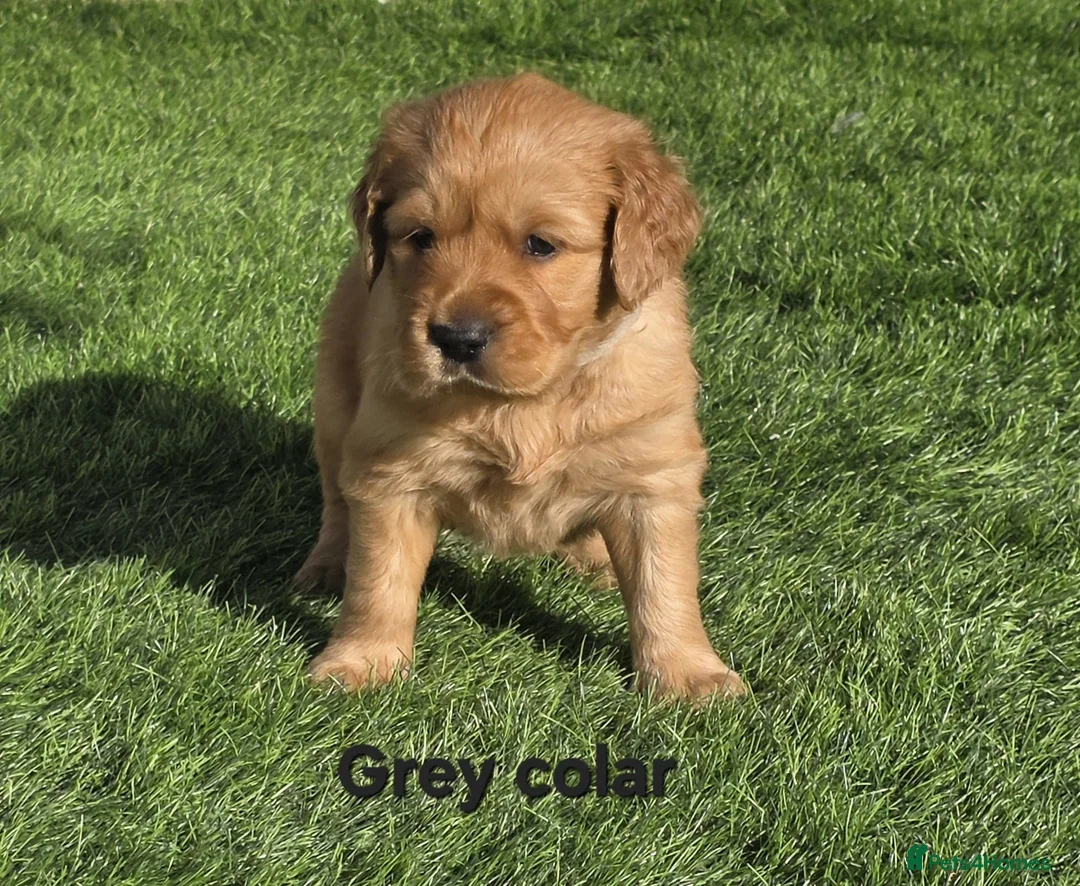 Golden Retriever dogs for sale: Lovely Golden Retriever Puppy's  - Advert 31