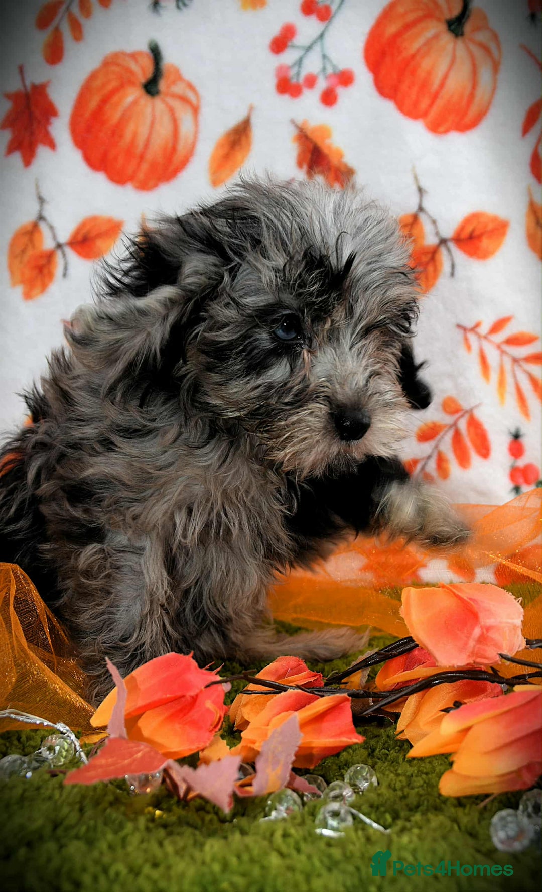Cockapoo dogs for sale: Ready to go 10 October tiny toy cockapoos  - Image 14