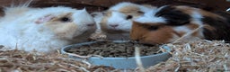 Guinea Pig rodents for sale: Guinea pigs for rehoming  - Advert 4