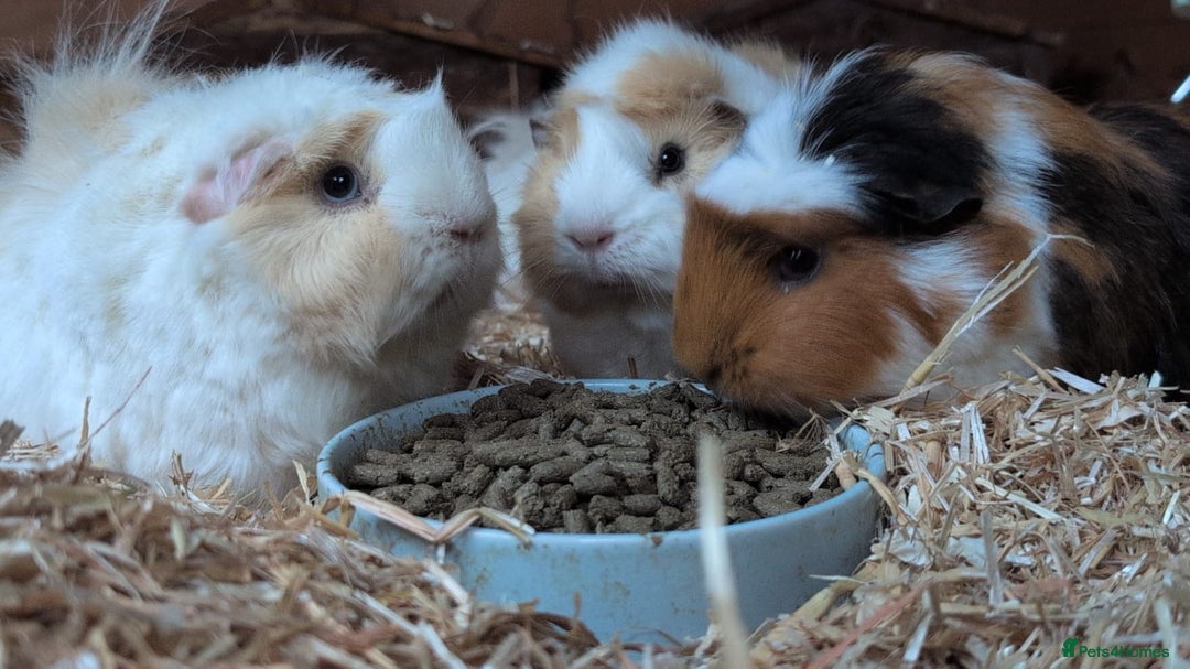 Guinea Pig rodents for sale: Guinea pigs for rehoming  - Advert 4