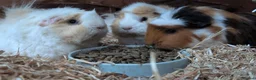 Guinea Pig rodents for sale: Guinea pigs for rehoming  - Advert 4
