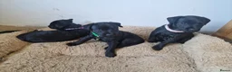 Patterdale Terrier dogs for sale: 1 left - Working Patty Pup - Advert 3
