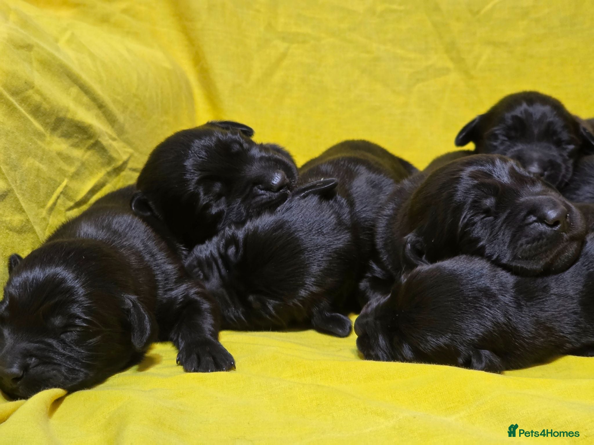 Labrador Retriever dogs 🖤 Exceptional Labrador Puppies Ready Soon 🐾 - Advert 1