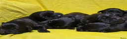 Labrador Retriever dogs for sale: 🖤 Exceptional Labrador Puppies Ready Soon 🐾 - Advert 1