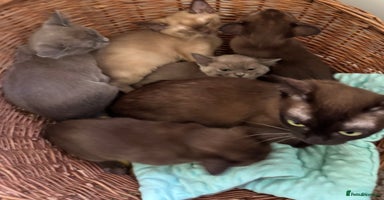 Burmese cats - Advert 11