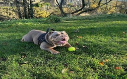 English Bulldog dogs for sale: Pedigree English Bulldog Puppies for sale •KC• - Image 12