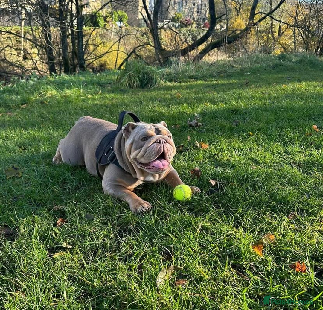 English Bulldog dogs for sale: Pedigree English Bulldog Puppies for sale •KC• - Image 12