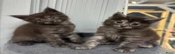 Maine Coon cats for sale: Half Maincoon Kittens  - Advert 9