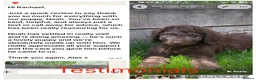 Labradoodle dogs for sale: Chunky health tested f1bb standard labradoodles  - Advert 6