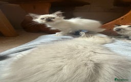 Ragdoll cats for sale: GCCF Registered Kittens - Image 11