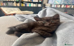 Siberian cats for sale: Beautiful Siberian Mix Kitten - Ready Soon!  - Image 5