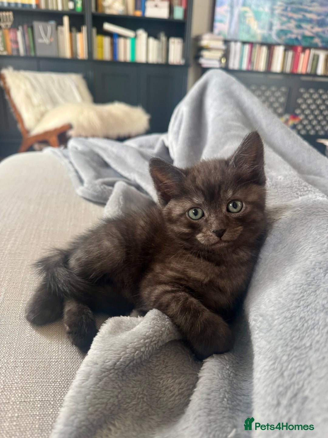 Siberian cats for sale: Beautiful Siberian Mix Kitten - Ready Soon!  - Image 5