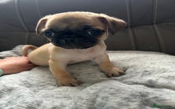 Jug dogs for sale: Pug x Rolo - Image 2