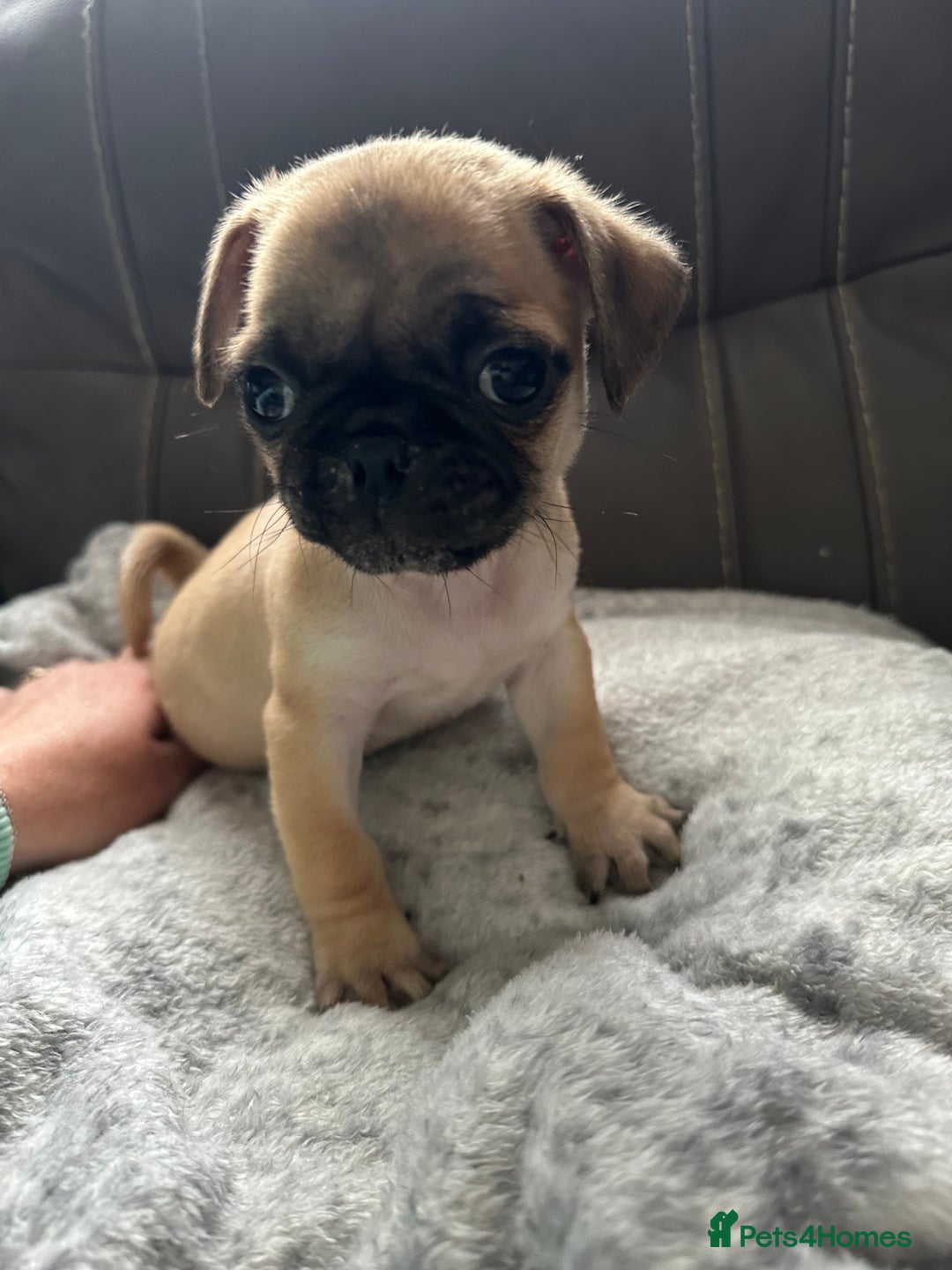 Jug dogs for sale: Pug x Rolo - Image 2