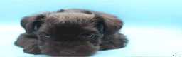 Miniature Schnauzer dogs for sale: 🌟 Exceptional KC Miniature Schnauzer Puppies 🌟 - Advert 4
