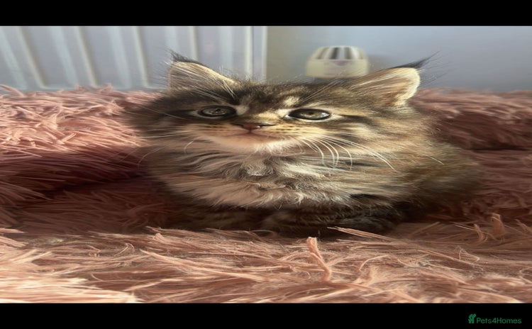 Maine Coon cats - Advert 13