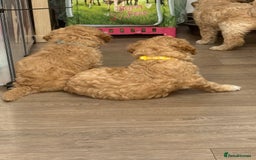 Goldendoodle dogs for sale: ⭐️⭐️READY NOW⭐️⭐️ Beautiful Goldendoodles - Image 29