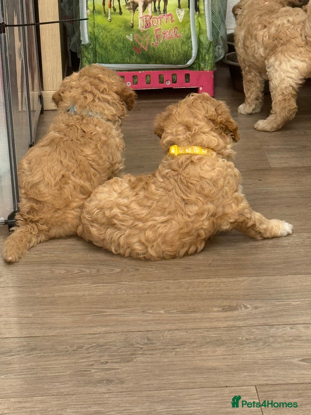 Goldendoodle dogs for sale: ⭐️⭐️READY NOW⭐️⭐️ Beautiful Goldendoodles - Image 29