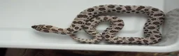 Snake reptiles for sale: 2026 Juvenile Arctic Hognose Snakes in Plymouth - Advert 2