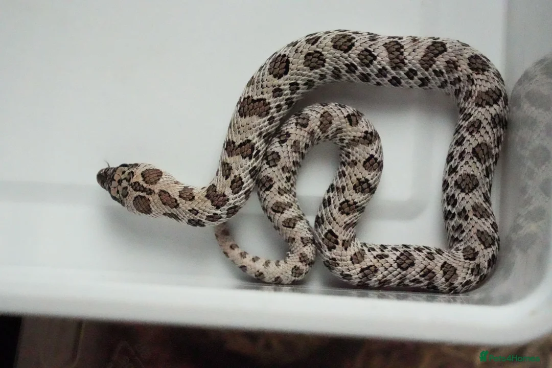 Snake reptiles for sale: 2026 Juvenile Arctic Hognose Snakes in Plymouth - Advert 2