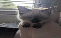Ragdoll cats for sale: GCCF registered exclusive quality kittens - Image 7
