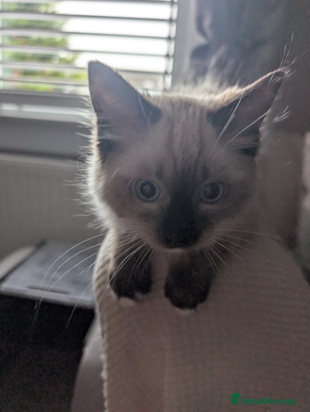 Ragdoll cats for sale: GCCF registered exclusive quality kittens - Image 7