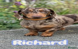 Miniature Dachshund dogs for stud: STUD chocolate dapple and tan miniature dachshund - Image 2