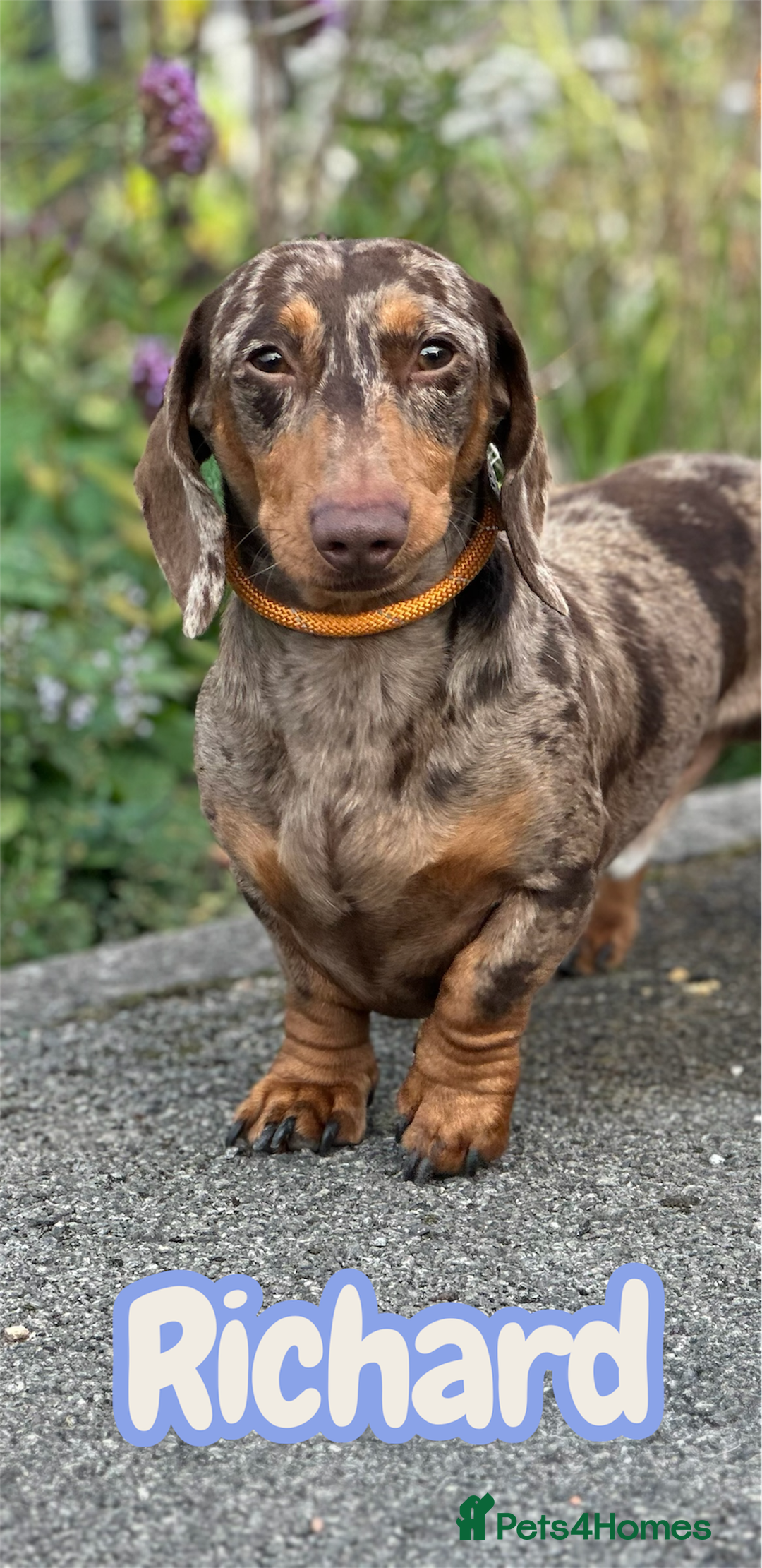 Miniature Dachshund dogs for stud: STUD chocolate dapple and tan miniature dachshund - Image 2