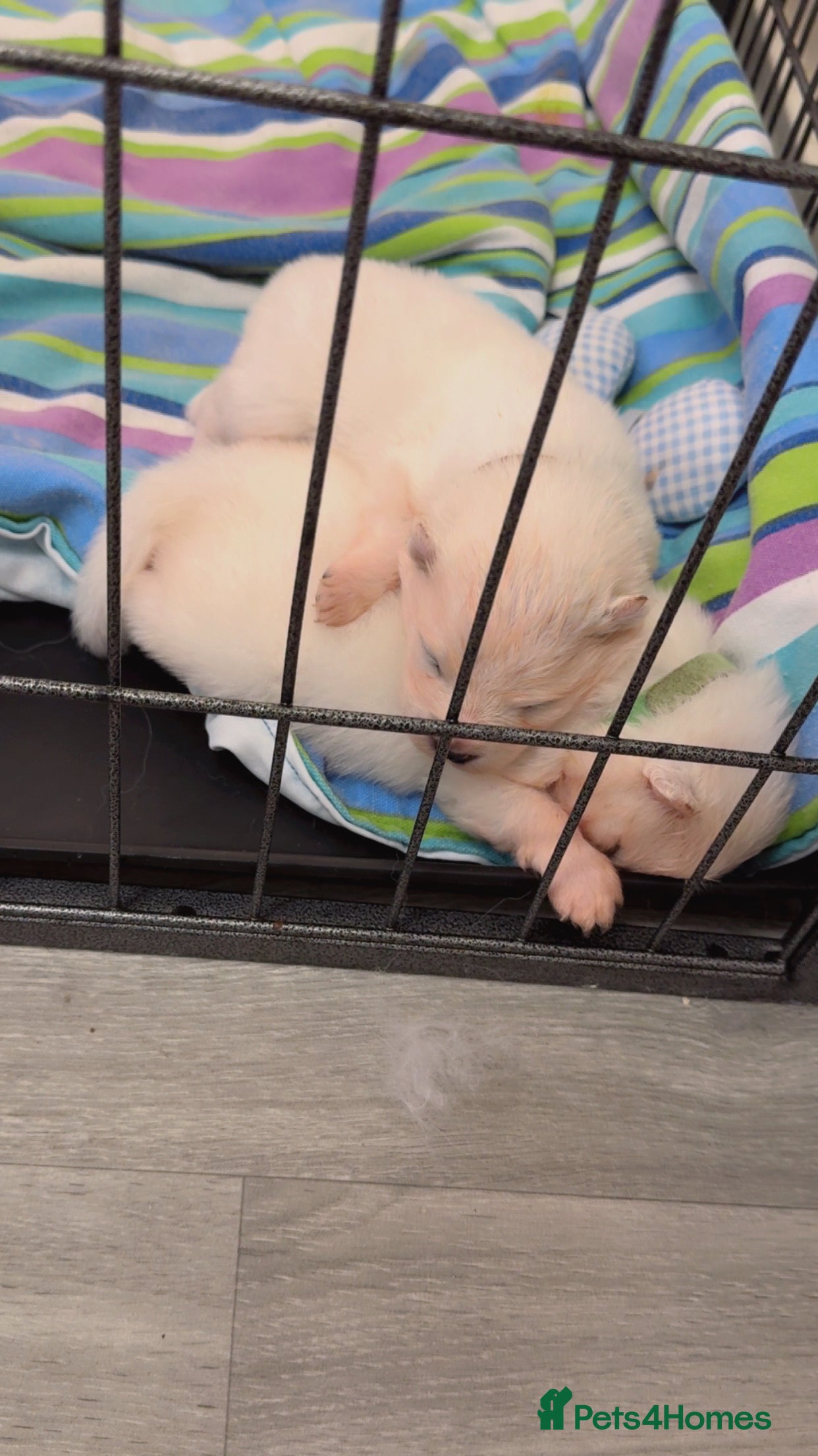 Samoyed dogs Beautiful Samoyed Pups Ready for a Loving Home  - Advert 2