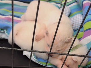 Samoyed dogs Beautiful Samoyed Pups Ready for a Loving Home - Advert 2