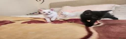 Mixed Breed cats for sale: Kittens Soon Ready for Loving Forever Homes - Advert 5