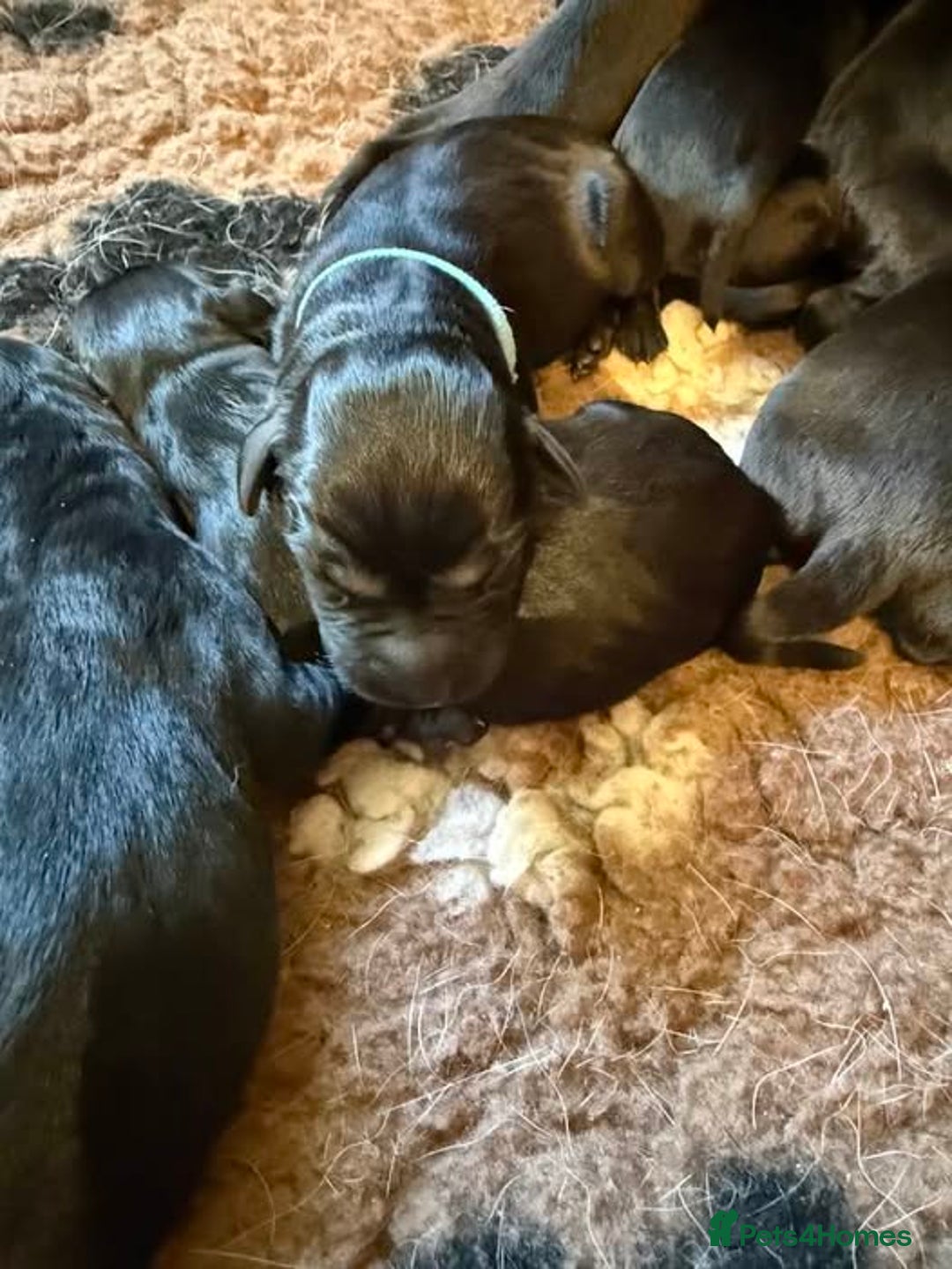 Labrador Retriever dogs for sale: Excellent KC reg-health checked, 6th generation  - Image 12