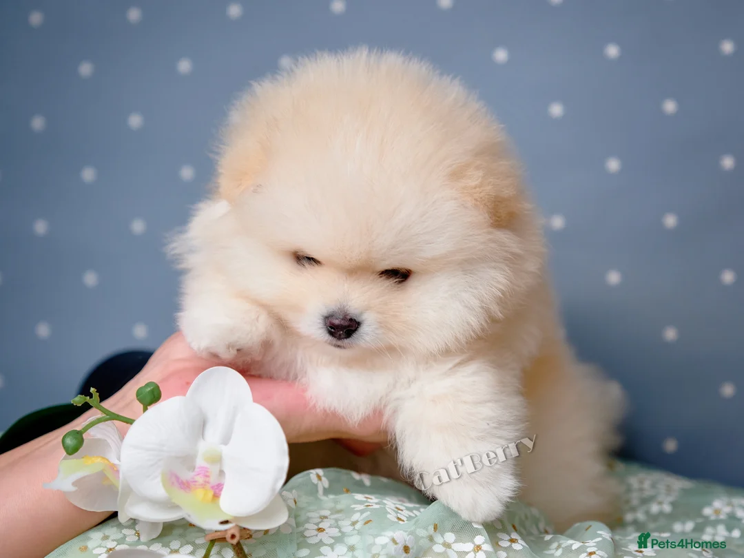 Pomeranian dogs for sale:  Pomeranian puppies. Last boy is still available - Advert 16