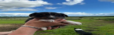 Border Collie 1