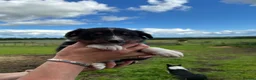Border Collie dogs for sale: Border collie puppies  in Pickering - Advert 9