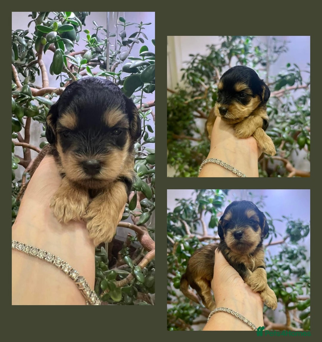 Cockapoo dogs for sale: 4⭐️Licensed Breeder Cockapoo Puppies - Image 18