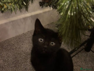 Mixed Breed cats Adorable Black Kittens – only 1 Left! - Advert 5
