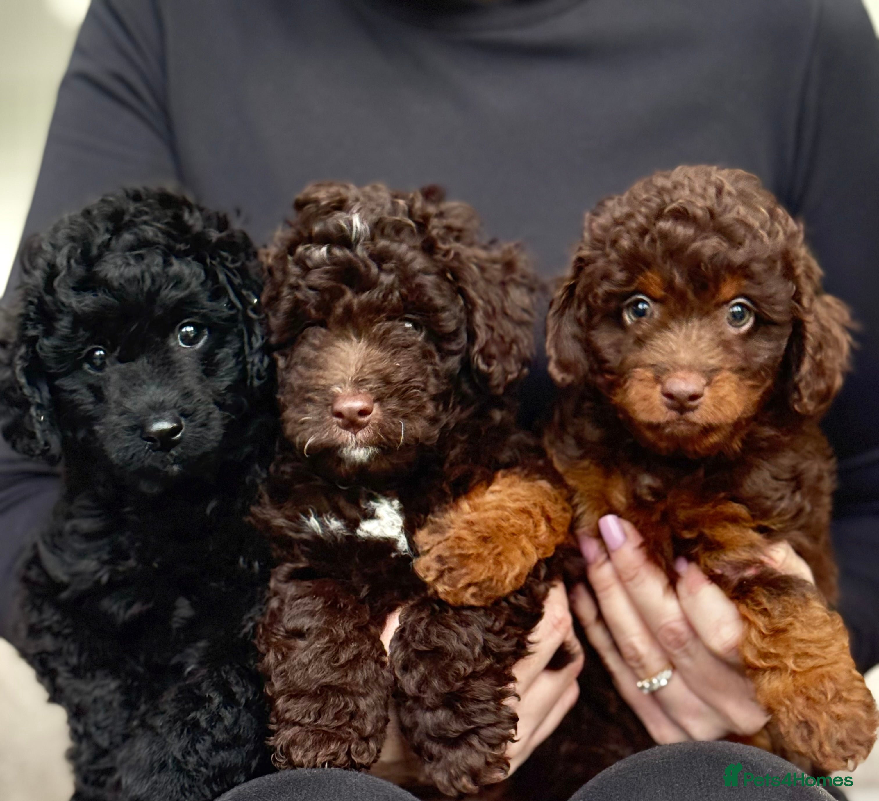 Aussiedoodle dogs READY NOW! Miniature Aussiedoodle Pups 🩷 - Advert 15