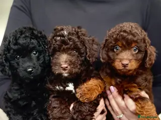 Aussiedoodle dogs READY NOW! Miniature Aussiedoodle Pups 🩷 - Advert 1