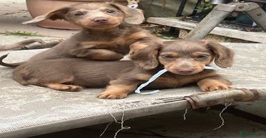 Miniature Dachshund dogs - Advert 7